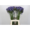 Agapanthus Mediterranee