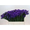 Limonium sinuatum Navy Sun Birds