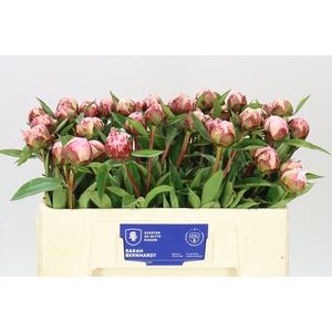 Paeonia Sarah Bernhardt