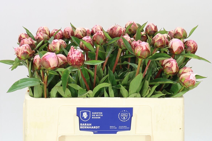 <h4>Paeonia Sarah Bernhardt</h4>