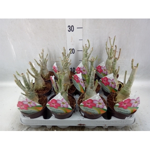 Adenium obesum