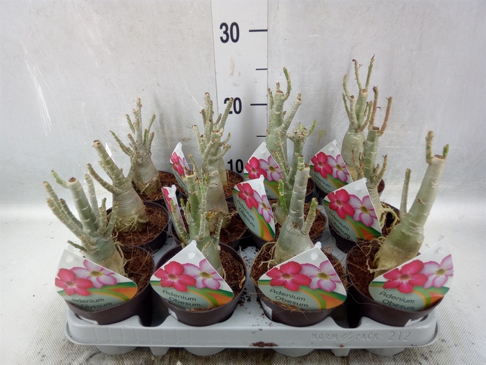 Adenium obesum