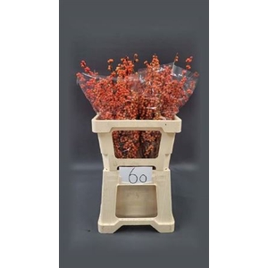 Ilex Ve Winter Gold