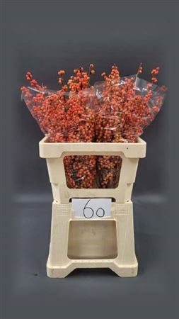 <h4>Ilex Ve Winter Gold</h4>