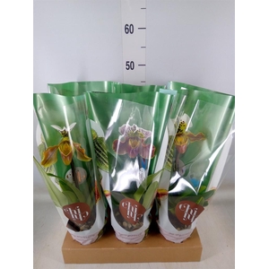 Paphiopedilum  'Amerikaanse hybrid'