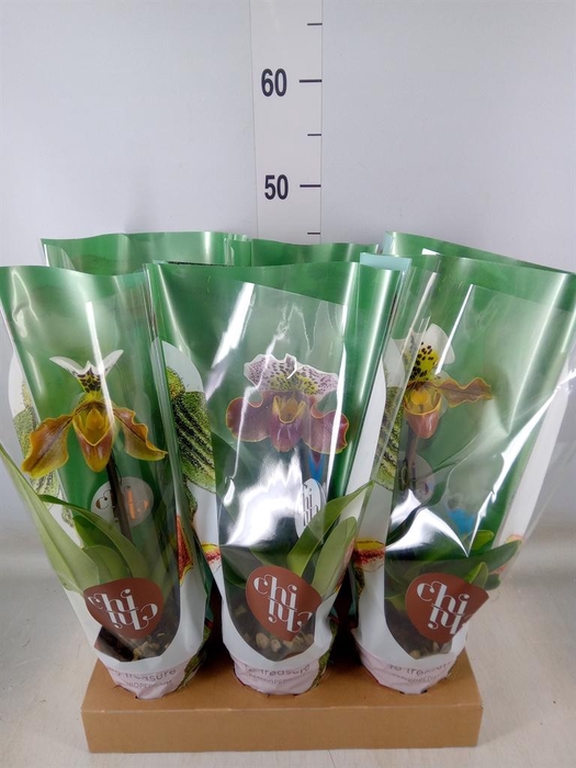 <h4>Paphiopedilum  'Amerikaanse hybrid'</h4>