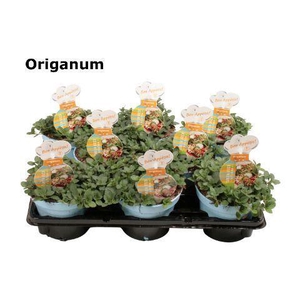 Origanum vulgare 'Compactum'