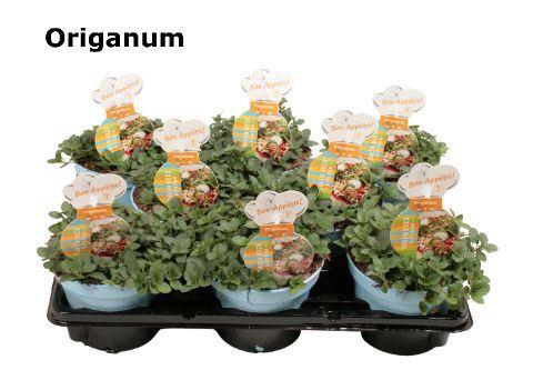 <h4>Origanum vulgare 'Compactum'</h4>