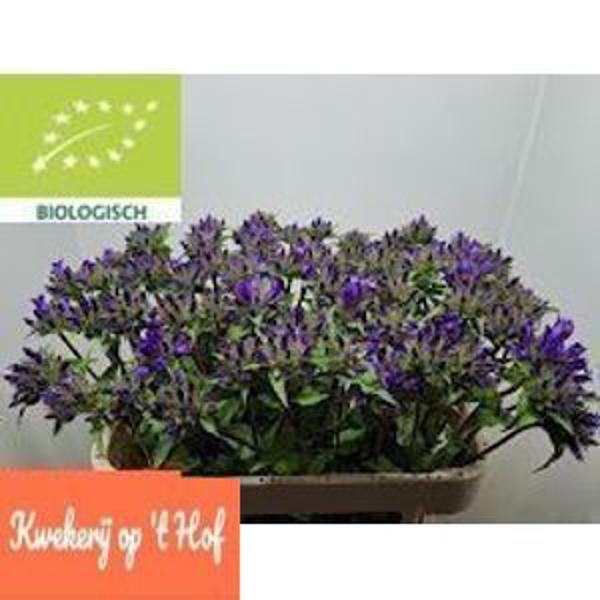 <h4>Campanula Glomerata G Op Hof</h4>