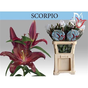 Li Or Scorpio
