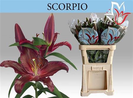 <h4>Li Or Scorpio</h4>