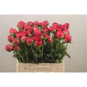 Paeo L Com Performance