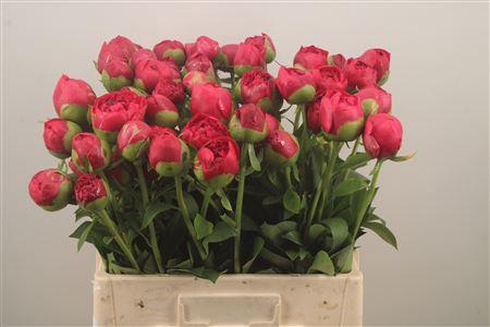 <h4>Paeo L Com Performance</h4>