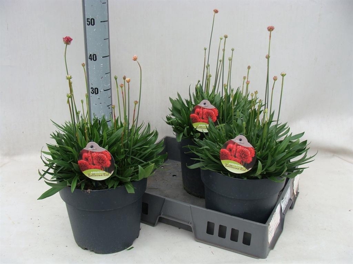 <h4>Armeria pseud. 'Ballerina'</h4>