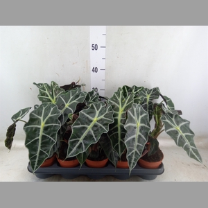 Alocasia amazonica 'Polly'