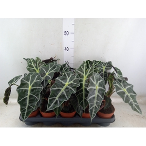 Alocasia amazonica 'Polly'