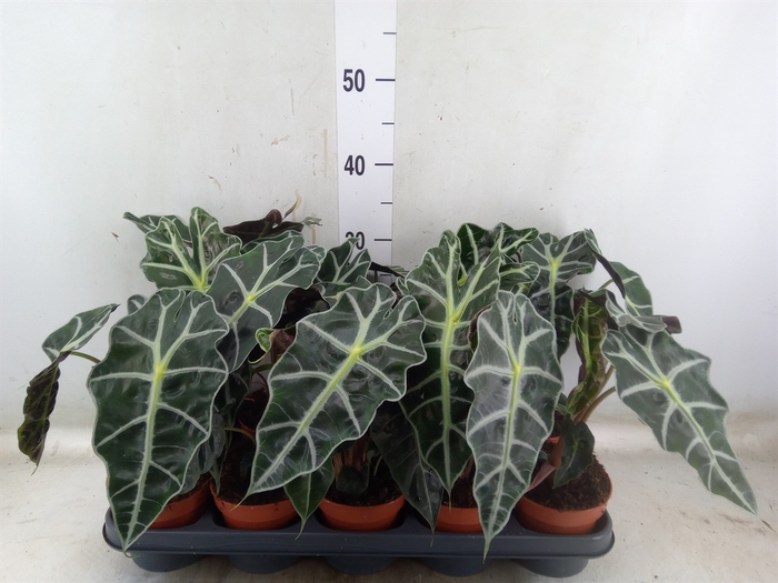 <h4>Alocasia amazonica 'Polly'</h4>
