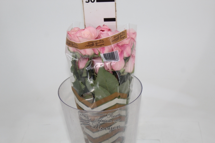<h4>ROSA VANIA 040 CM ESTUFA</h4>