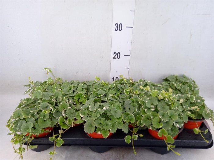 <h4>Nepeta   ...</h4>