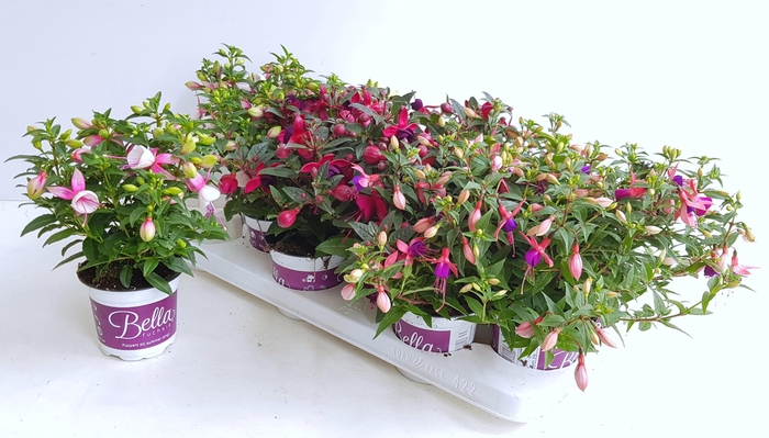 <h4>FUCHSIA B F GEM</h4>