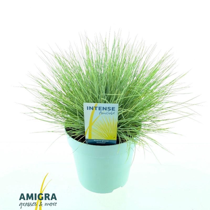 <h4>Festuca Glauca AmiGold®</h4>