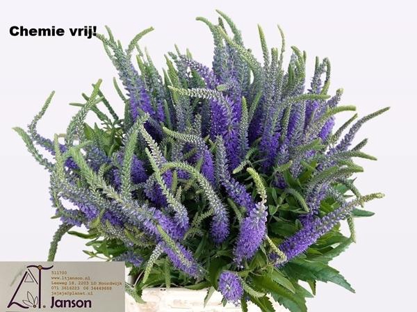 <h4>VERON OVERIG</h4>