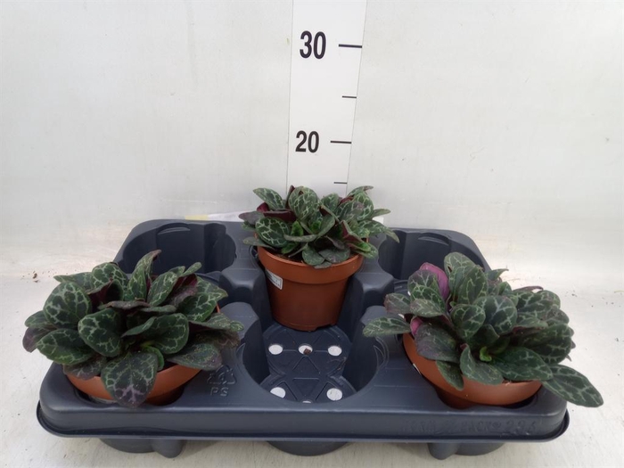 <h4>Primulina dryas 'Purpelina'</h4>