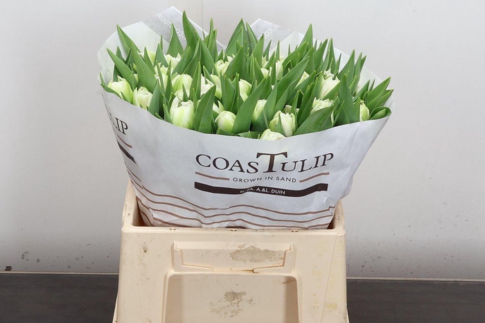 <h4>Tu Du Fortaleza</h4>