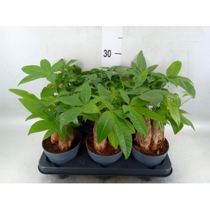 Pachira aquatica