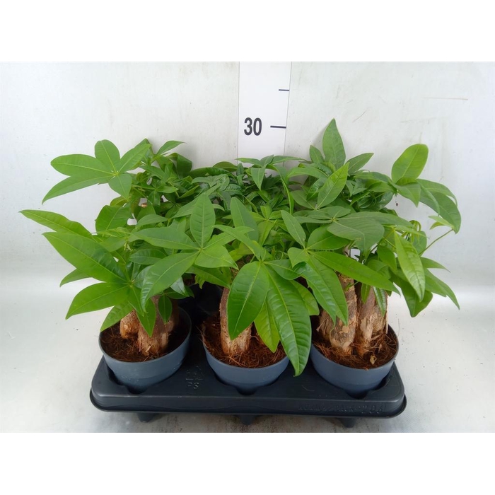 <h4>Pachira aquatica</h4>