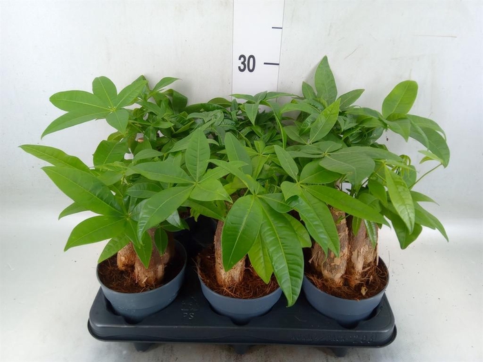 <h4>Pachira aquatica</h4>