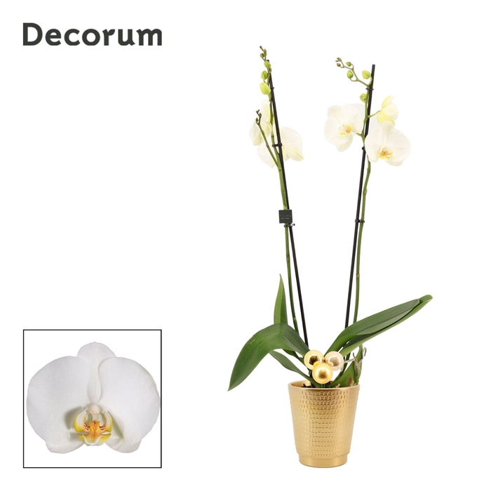 Phalaenopsis 2 tak 16+ wit in Mariah goud met kerstballen bijste