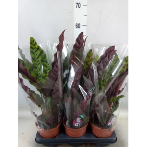 Calathea lancifolia