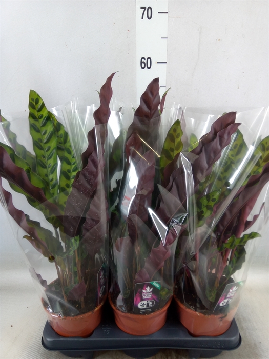 <h4>Calathea lancifolia</h4>