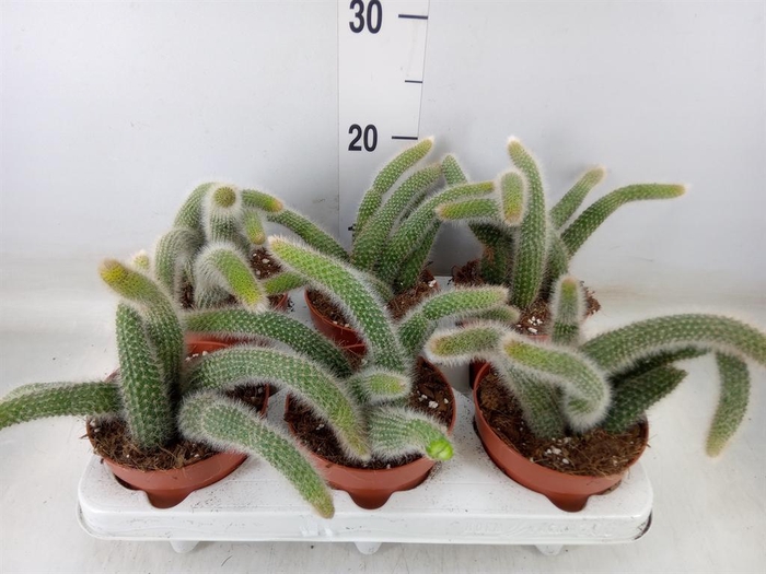 <h4>Cactus   ...</h4>