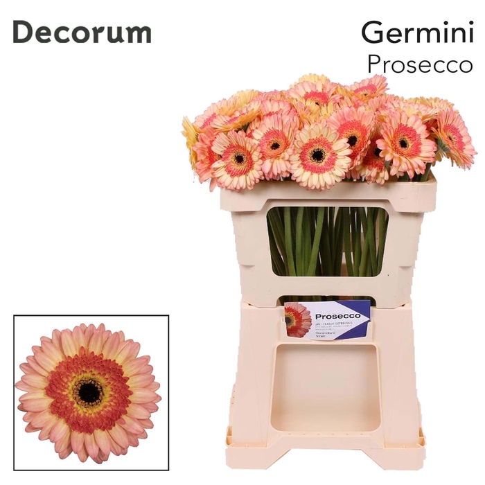 <h4>GE MI PROSECCO</h4>