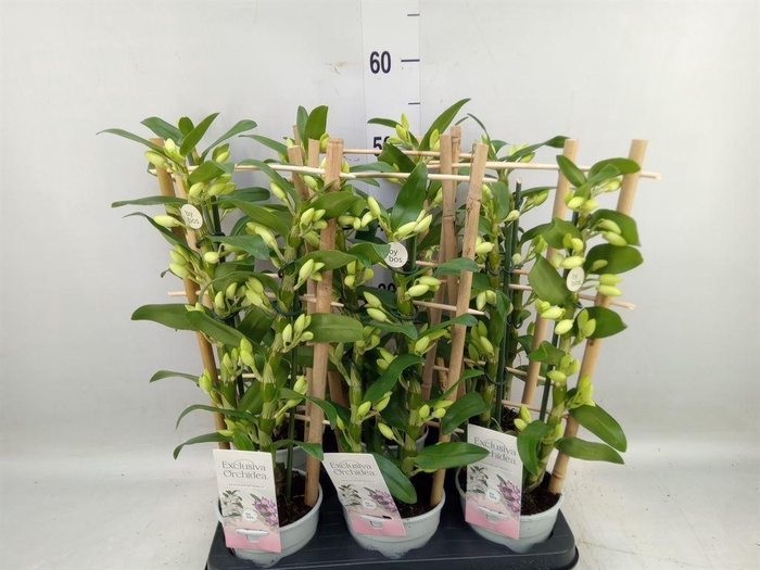 <h4>Dendrobium nob. 'StarCla Apollon'</h4>
