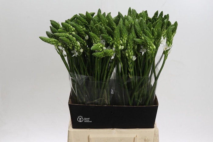 <h4>Ornithogalum Mount Fuji</h4>