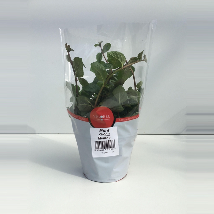 <h4>Munt Chocolade P12</h4>