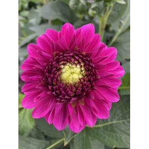 DAHL BALL PURPLE FOX