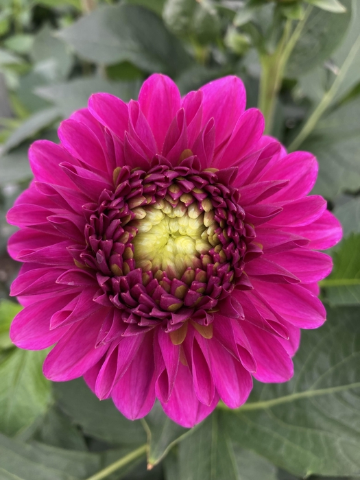 <h4>DAHL BALL PURPLE FOX</h4>