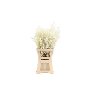 Ruscus Bleached White