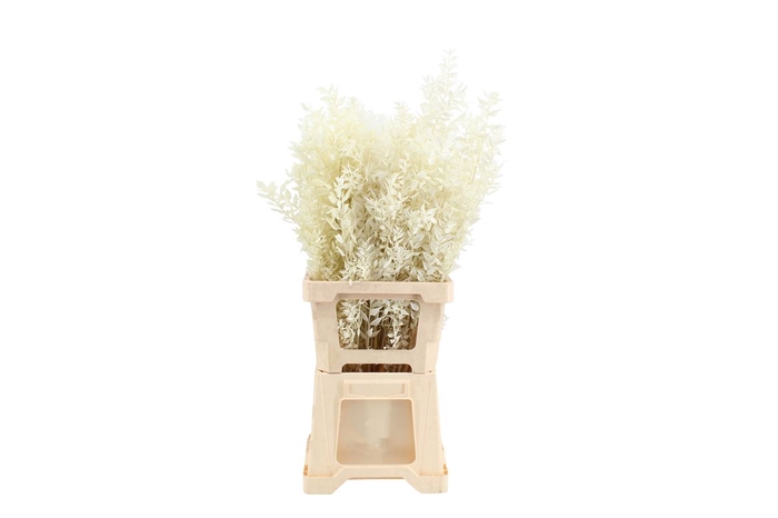 <h4>Ruscus Bleached White</h4>