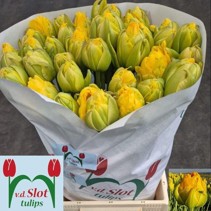 <h4>TU DU VANILLA COUP</h4>