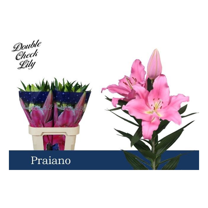 <h4>Li Or Praiano</h4>