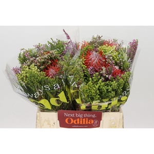 BQ Nutans 2 Flower