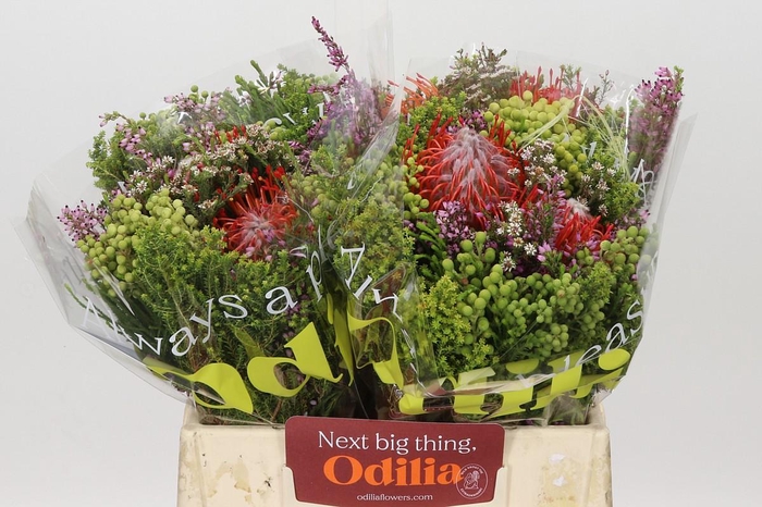 <h4>BQ Nutans 2 Flower</h4>