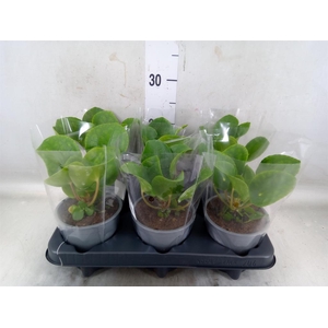 Pilea peperomioides