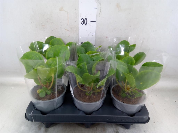 <h4>Pilea peperomioides</h4>