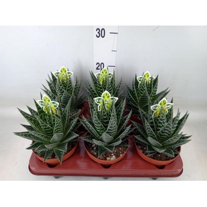 Aloe aristata 'Tiki Tahi'